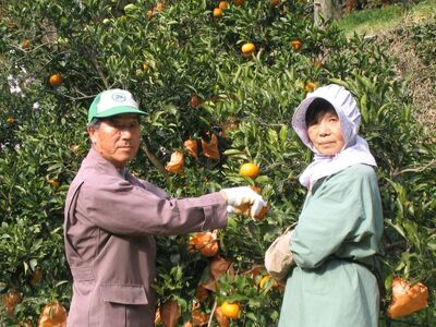 【栽培期間中農薬不使用】【先行受付】【数量限定】農園直送！愛媛県産サンフルーツ 5kg （2026年4月上旬頃より順次発送） IKTG011