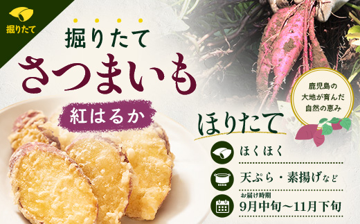 【先行予約：2026年9月中旬配送～】掘りたて さつまいも 紅はるか 5kg Sサイズ (おすそ分け袋／自宅で簡単レシピ付き）FR-202 | 秋の味覚 2026年秋収穫 新物 さつまいも サツマイモ