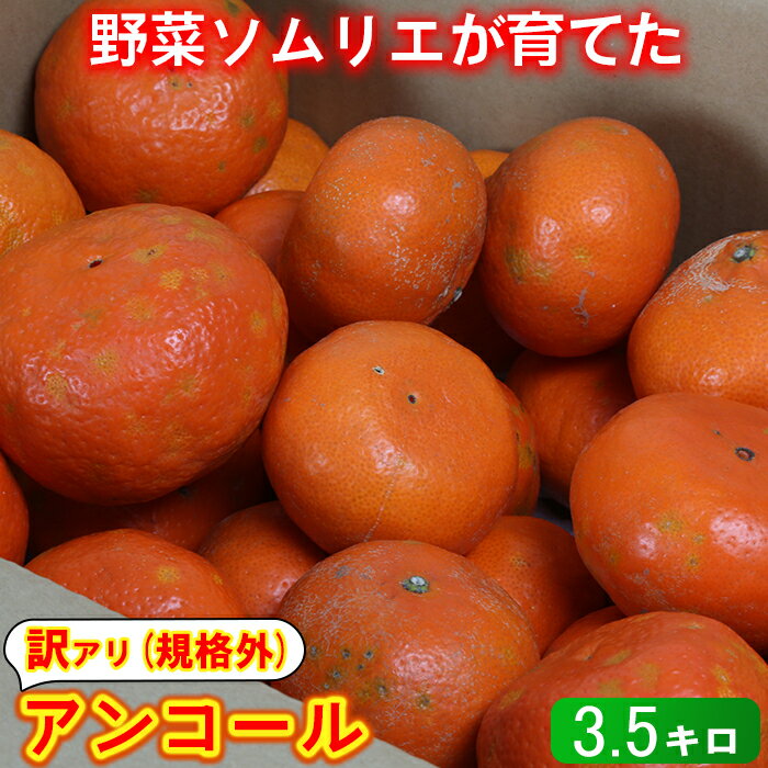 【ふるさと納税】【訳あり・規格外品】野菜ソムリエ石児さんの「アンコール 3.5kg」 ミカン みかん 柑橘 3.5kg 訳あり 甘い 柑橘類 アンコール フルーツ 3月 4月 先行予約 ＜103-017＞