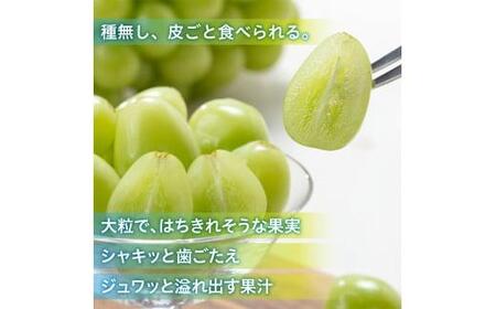 シャイン マスカット 2025年 先行予約 「MiiinoMuscat」2房（(約1.6kg）ブドウ 葡萄  岡山 国産 フルーツ 果物 ギフト