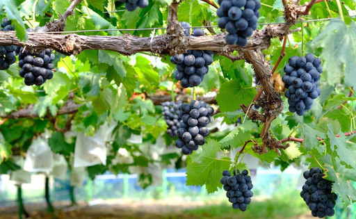 おまかせぶどう 詰め合わせ 2.4kg 4房以上 朝採れ ブドウ マスカット 果物 フルーツ 冷蔵