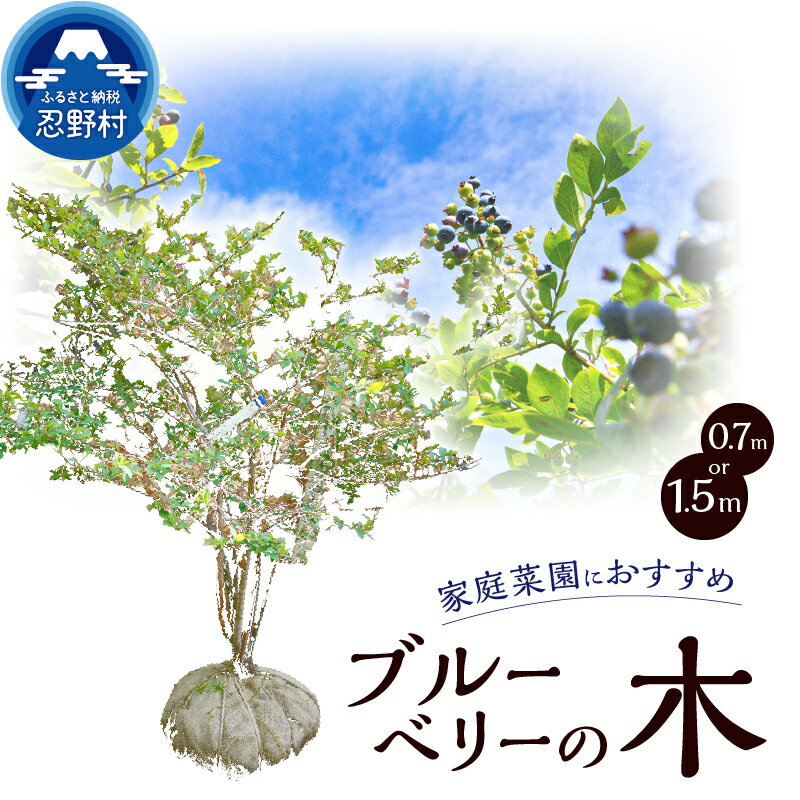 【ふるさと納税】ブルーベリーの木 家庭菜園 果樹木 ガーデニング 植木 苗 庭木 送料無料 山梨県 忍野村