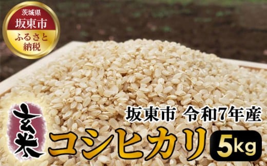 No.388 玄米　コシヒカリ5kg【令和7年産】 ／ こしひかり 令和7年 新米 米 お米 おこめ こめ コメ 玄米 げんまい ご飯 国産米 5kg 5キロ 食物繊維 ビタミン ミネラル おいしい お取り寄せ 産地直送 産直 坂東市産 茨城県産 茨城産 茨城県 特産品