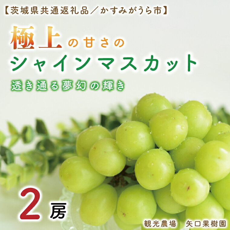 【ふるさと納税】9月より順次発送 数量限定 透き通る夢幻の輝き。極上の甘さのシャインマスカット！2房（茨城県共通返礼品／かすみがうら市）果物 くだもの フルーツ ブドウ ぶどう 葡萄 マスカット シャインマスカット 種なし 期間限定 産地直送 茨城県 水戸市（FW-4）