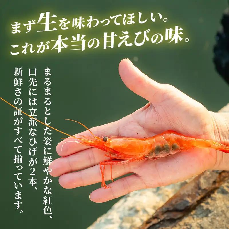 先行予約 新鮮 ふく福甘えび（生）600g 2026年9月上旬以降順次発送予定 冷蔵発送 エビ 海老 [A-13562]