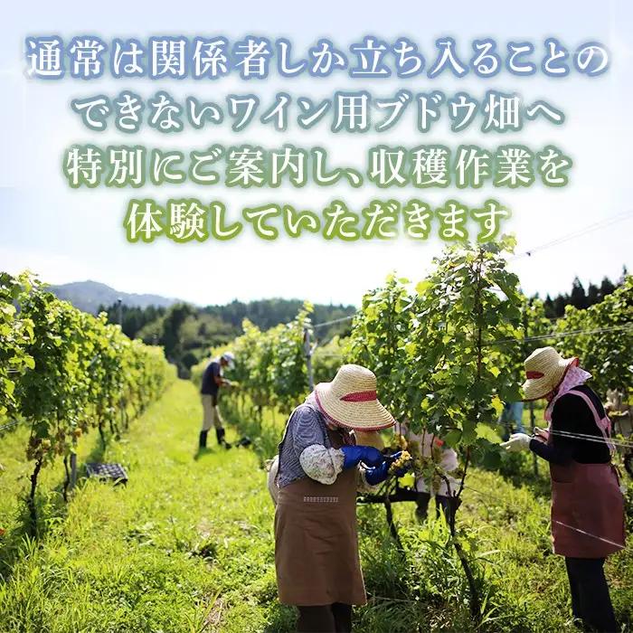 胎内高原ワイナリー ワイン用ブドウ収穫体験【ワイン1本＋宿泊付き（1泊2食）】