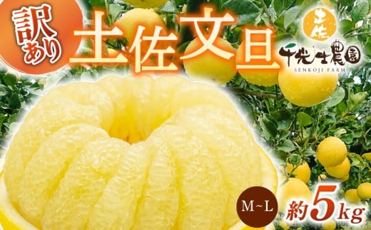 【 先行予約受付 】【 R8年発送 】 土佐文旦 M~L 約5kg 訳あり ぶんたん ワケあり 果物 柑橘 みかん 高知県 特産品 贈答用 ギフト 家庭用 フルーツ 旬 季節 果実 お取り寄せ 千光士農園 南国土佐 プリプリ 爽やか 酸味 甘い 果汁 食感 2月 3月 4月 冬 春 13玉 14玉 15玉 16玉 安芸市 高知県