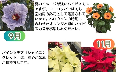 モリヒロ園芸のオリジナルブランドのお花とトマト6ヶ月定期便 植物 野菜 ミニトマト 