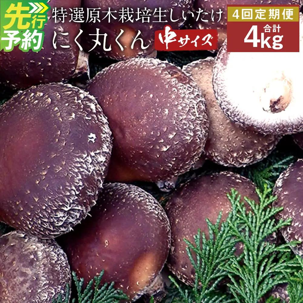【定期4回】特選原木栽培生しいたけ 「にく丸くん 中サイズ」 1.0kg 【2026年11月上旬～2027年2月下旬発送予定】