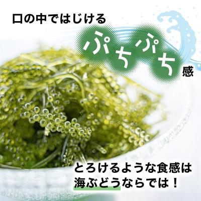ふるさと納税 糸満市 「ぷちぷち海ぶどう」を琉球ガラスで食す贈り物 沖縄県 糸満市 |  | 01