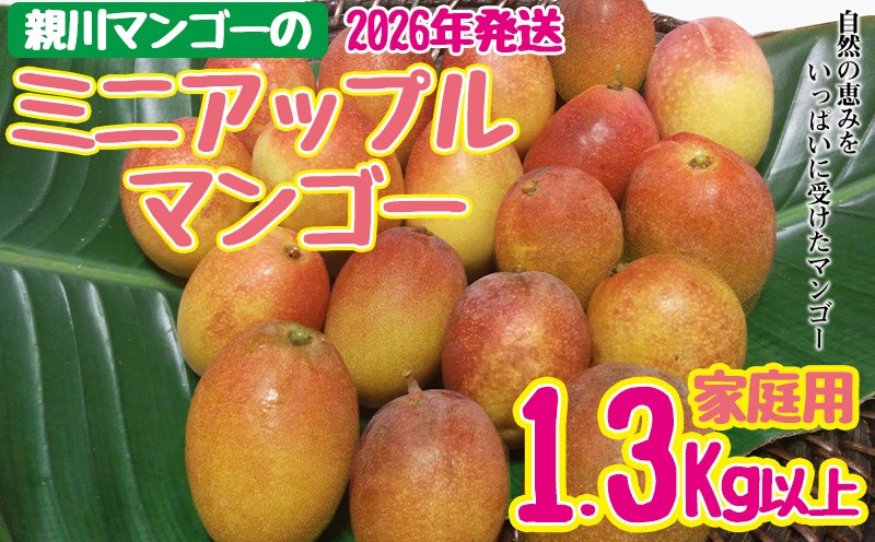 
            【2026年発送】親川マンゴーのミニアップルマンゴー　家庭用　1.3kg以上 アップル マンゴー 夏 冷蔵 おすすめ 人気 スイーツ デザート 果実 果物 フルーツ 南国 沖縄 おきなわ ジュース シャーベット アイス お土産 おみやげ 家庭
          
