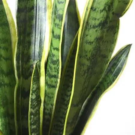 観葉植物 サンスベリア・ローレンティー 6号鉢(鉢カバーなし)【配送不可地域：離島・沖縄県】【1707575】