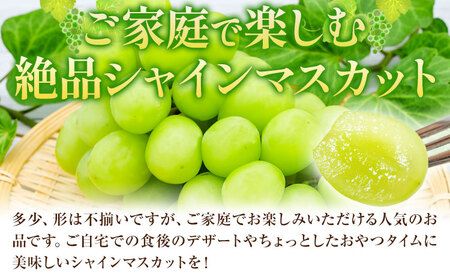 【先行予約】ご家庭用 岡山県産 シャインマスカット 約1.2kg ( 2～3玉 ) クール便 晴れの国 おかやま館 (つむぐ株式会社) 《2024年9月上旬-11月中旬頃出荷》岡山県 浅口市 マスカッ