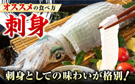 対馬産 アオリイカ 600g《対馬市》【保家商事】烏賊 いか 刺身 海鮮 冷凍[WAA028]