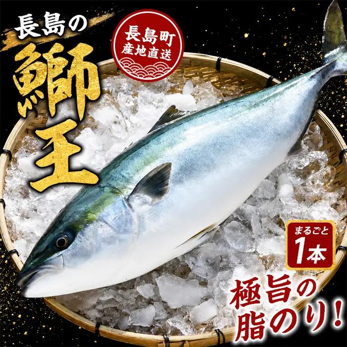 【14日前後で順次発送】 テレビで紹介ぶりの王様「 鰤王 」 まるごと 1本 （約3.8kg～） ラウンド 先行予約 産地直送 長島町 特産品 ブランド 鰤 冷蔵 ふるさと納税 ぶり 刺身 ぶりしゃぶ ぶり大根 海鮮丼【JFA】jfa-7115