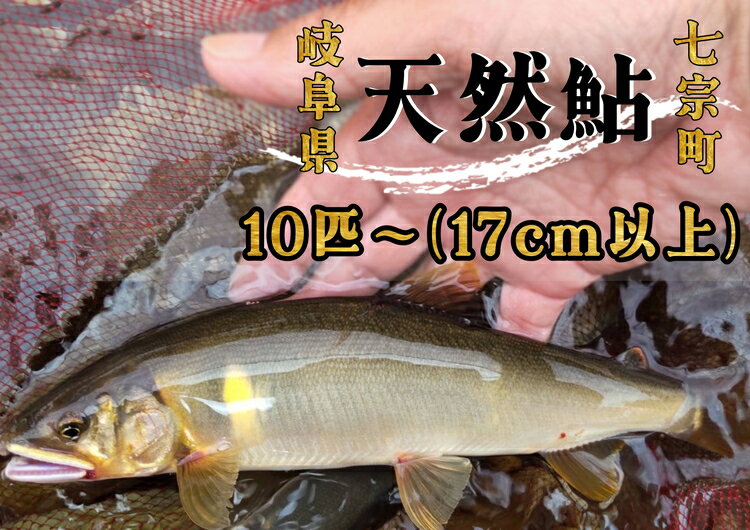 【ふるさと納税】※岐阜県産天然鮎七宗町産(17cm以上) ※2026年6月中旬より順次発送予定 ◇