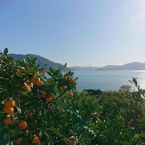 こだわり栽培　高根島みかん 3kg ＜2024年11月下旬より発送開始＞