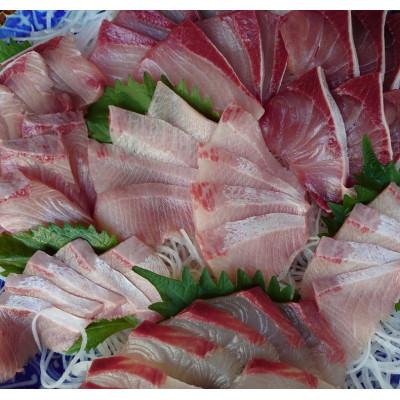 ふるさと納税 長崎市 長崎近海　天然寒ぶり!浜揚げ活き〆直送!!約8kg |  | 02