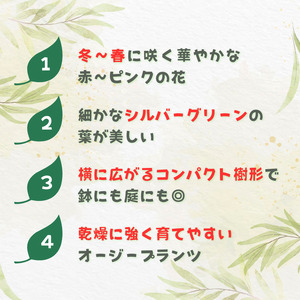 グレビレア　ラニゲラ ／ グレビレア ラニゲラ 植物 観葉植物 鉢植え