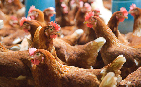 【腸活スープ】無塩 ボーンブロス (150ml×5袋) 沖縄市 / BoneBrothFactoryOkinawa[BCAK005]