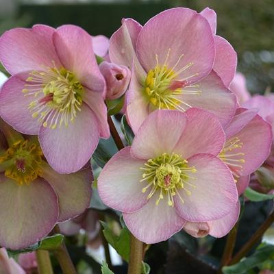 ふるさと納税 藤枝市 クリスマスローズ新品種　氷の薔薇　アーリーローズ4.5号