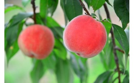 No.2027ふくしまの桃 約5kg 定期便 3回【2025年 先行予約】 
