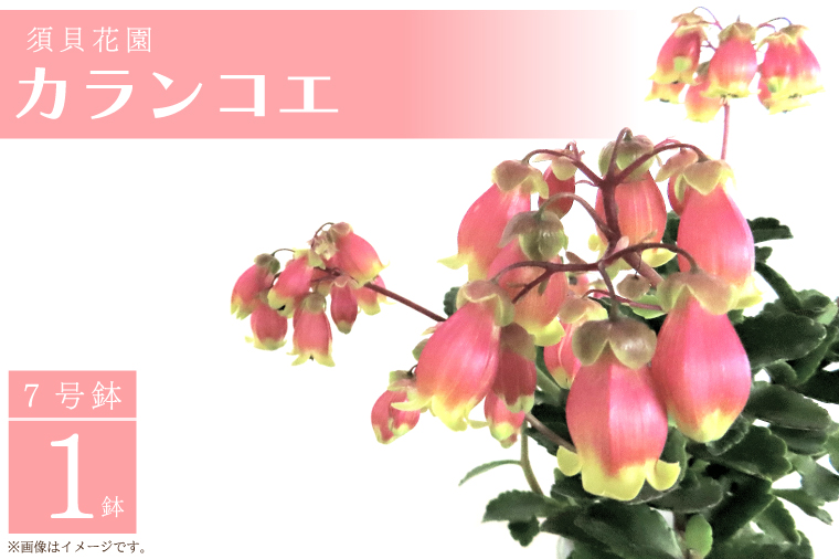 【2026年2月より順次発送】須貝花園 カランコエ 1鉢(7号鉢)｜カランコエ 花 季節の花 須貝花園 先行予約 茨城県 行方市(C-3)