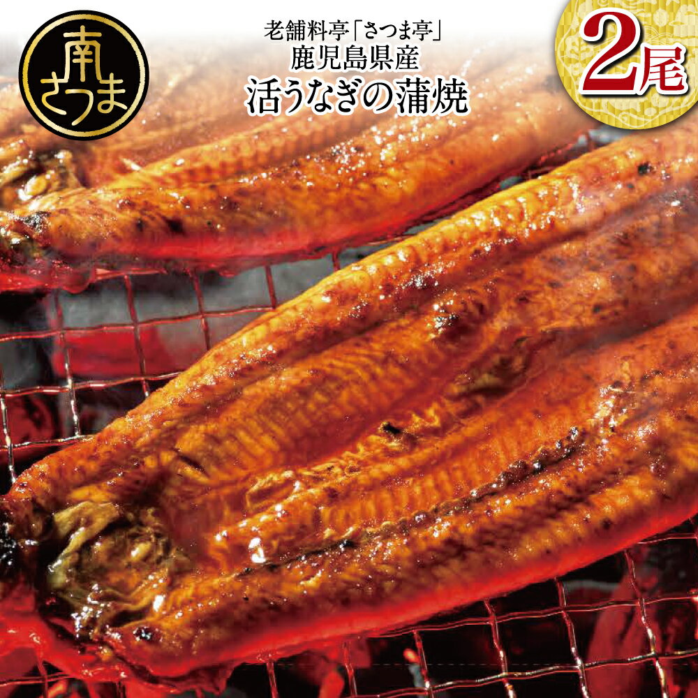 【ふるさと納税】【鹿児島県産】活うなぎの蒲焼2尾 国産 鰻 ウナギ 丑の日 グルメ うな重 うな丼 蒲焼 かば焼き お取り寄せ 送料無料 鹿児島うなぎ 土用 お取り寄せグルメ ギフト 贈答【2019年度 ふるさと納税 寄附額 鹿児島県1位 南さつま市】
