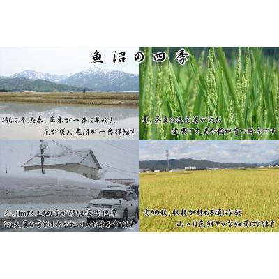 ふるさと納税 魚沼市 【令和7年産】農産物検査員お奨め、魚沼産こしひかり(精米)3kg |  | 02