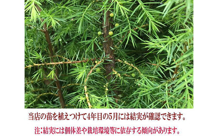 ジュニパーベリー特大苗(西洋ネズ)オス木・メス木セット Juniperus communis 樹高100から120cm前後 口径21cm スリット鉢植え【Herb＆Rose】[BHCQ001]