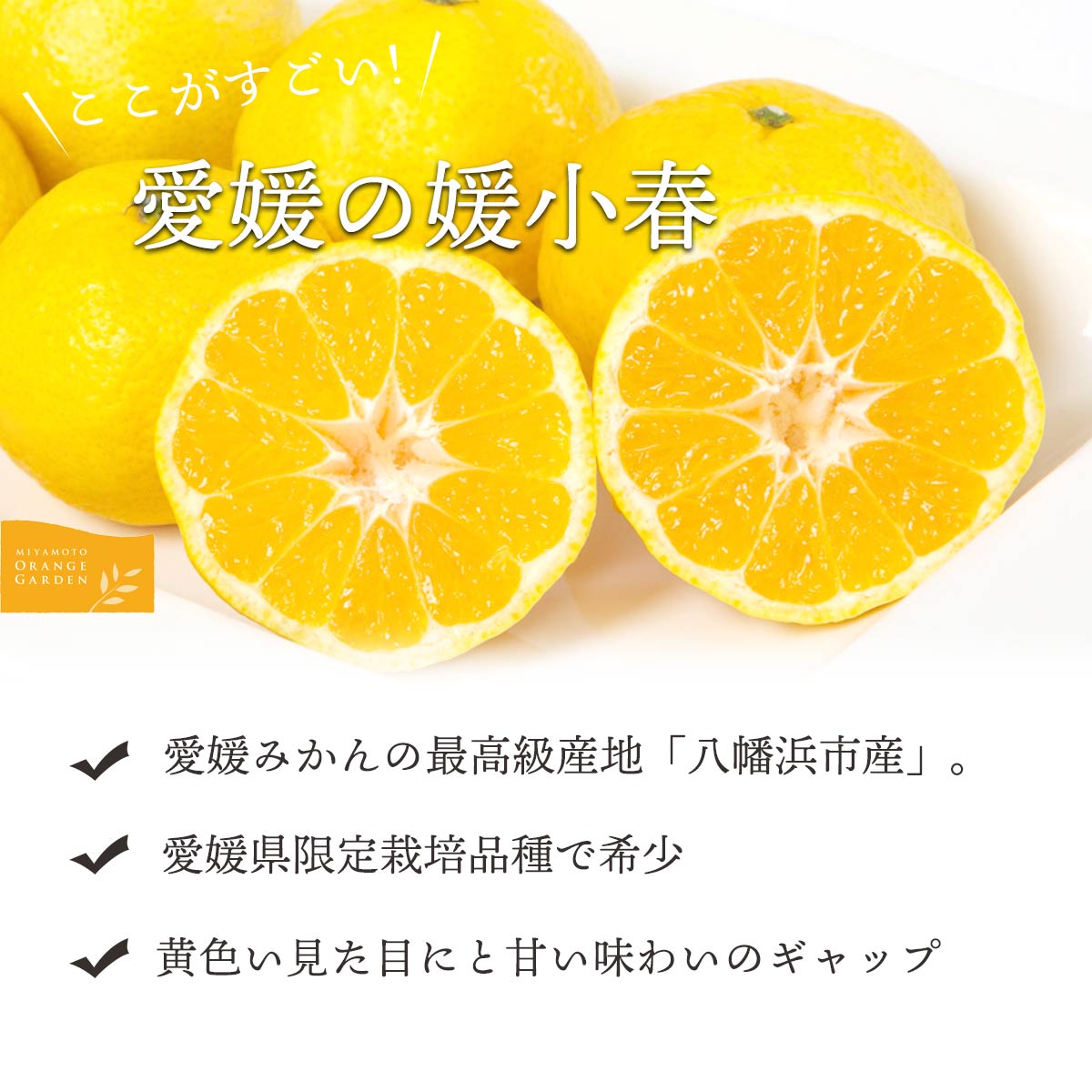 【先行受付】【ご家庭用】媛小春 2.5kg 愛媛県 八幡浜市 西宇和地区 希少な幻の柑橘【C25-323】【1714072】 YWTAP264