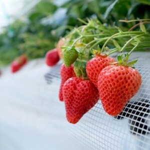 いちご 白木のいちご 旬のおいしさそのまま 冷凍いちご (品種混合) 2kg イチゴ 苺 果物 デザート ※配送不可：沖縄・離島