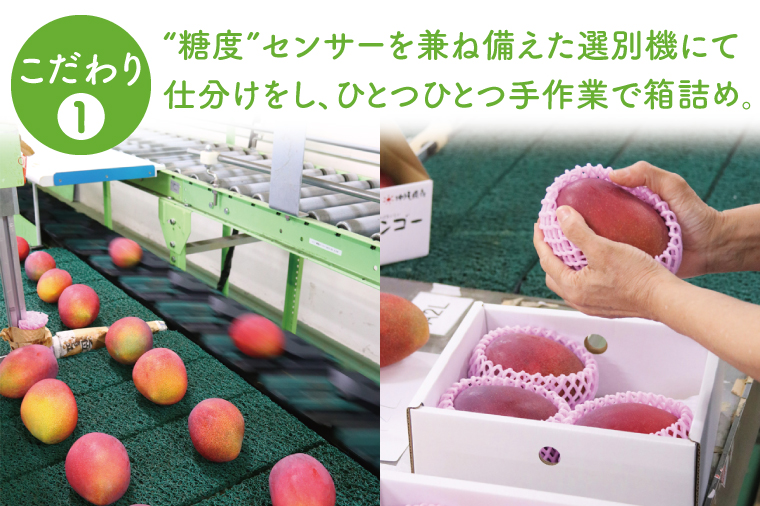 【2025年8月より順次発送】★訳あり★キーツマンゴー 2～6玉(約2kg)【白箱】ご家庭用｜訳あり わけあり 訳アリ キーツマンゴー マンゴー キーツ フルーツ 果物 くだもの おきなわマンゴー 家