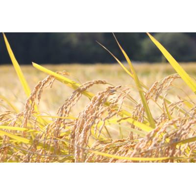 ふるさと納税 佐渡市 【毎月定期便】米・食味分析鑑定コンクール金賞 佐渡産コシヒカリ 精米 5kg全3回 |  | 02
