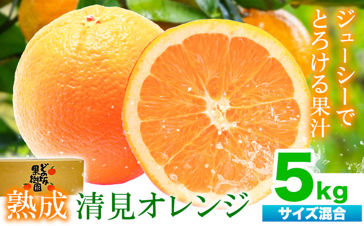 熟成 清見オレンジ 5kg(サイズ混合) どの坂果樹園《2026年3月上旬-5月中旬頃出荷》 和歌山県 日高町 清見オレンジ 旬 柑橘 フルーツ 果物 オレンジ 熟成