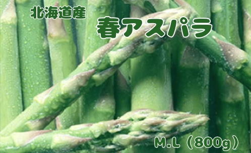 【2026年春発送】北海道上ノ国町産 刀祢農園の春アスパラ　M～L（800g） 北海道産　朝採れ　農家町送　グリーンアスパラ　春野菜　アスパラ　甘い　特産品
