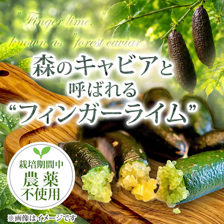 【ふるさと納税】ライム フィンガーライム アソート 6本 ～ 8本 果物 フルーツ 果実 品種 おまかせ 無農薬 農薬不使用 プチプチ 柑橘 らいむ 【先行予約・2026年9月より順次発送予定】（108-01）