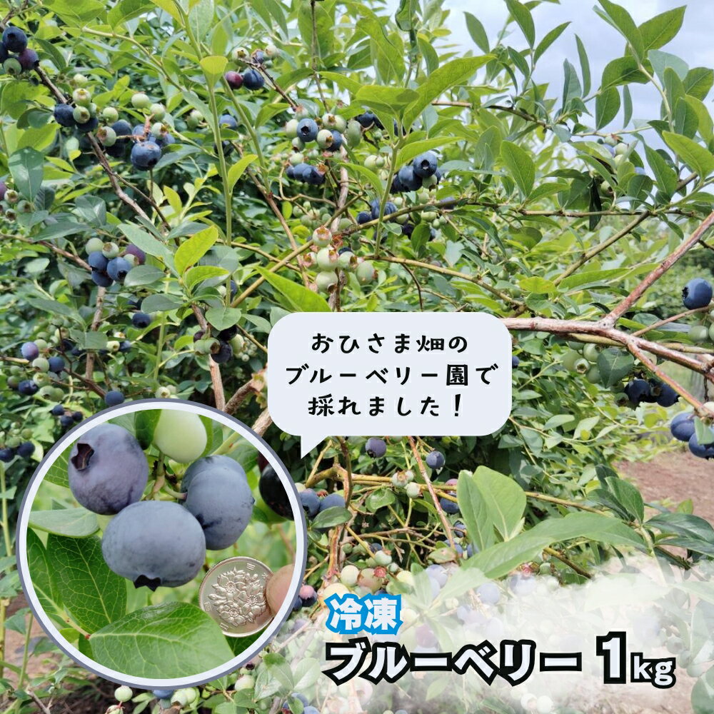【ふるさと納税】おひさま畑のブルーベリー園 冷凍ブルーベリー 1kg（500g×2袋） 八街市 ブルーベリー 果物 フルーツ ブルーベリー冷凍 ブルーベリー大粒