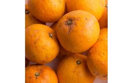甘夏柑 家庭用 7.5kg+250g（痛み補償分） 光センサー / みかん 甘い 訳あり 柑橘 晩柑 和歌山 有田 ※4月上旬～6月下旬頃に順次発送 ※北海道・沖縄・離島への配送不可 【ikd023-