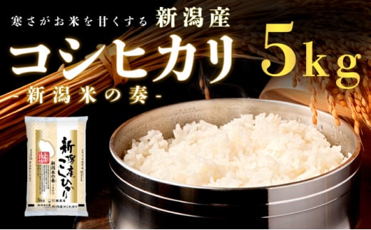 【令和6年新米予約】新潟産コシヒカリ 5kg 米 精米 白米 こめ コメ お米 おこめ コシヒカリ こしひかり 新潟 新潟県 米どころ 