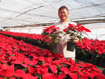 贈答用 ポインセチア アイスクリスタル（ピンク系）鉢植え 5号鉢（15cm鉢） 2025年12月上旬から順次発送 ピンク マーブル 花 フラワー 鉢植 植物 インテリア 冬 クリスマス 贈り物 プレゼ