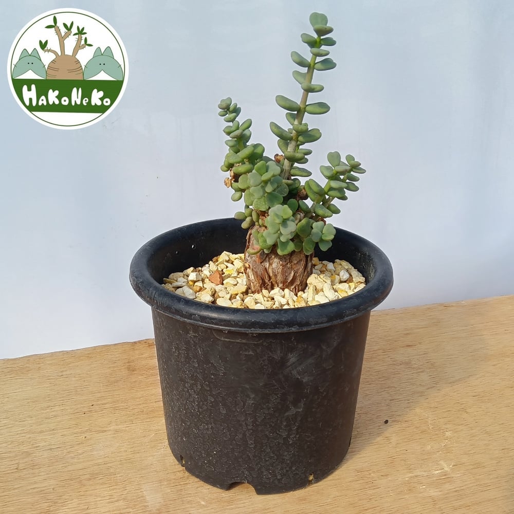 
            ケラリア・ピグマエア (発根管理済) A011｜観葉植物 コーデックス 盆栽 鉢植え インテリア ハコネコ [0664]
          