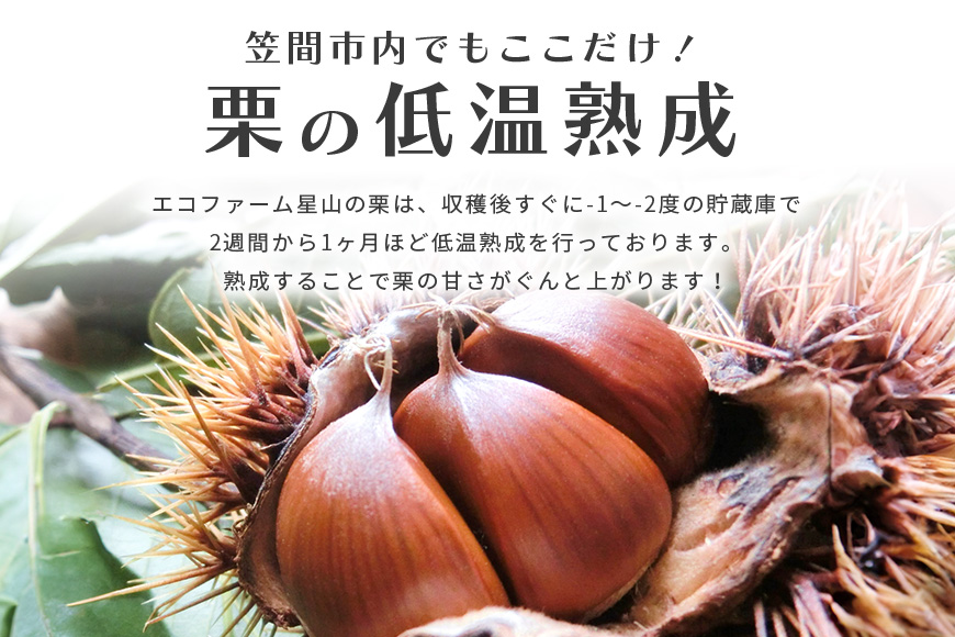 笠間の生栗 (約1kg) 低温熟成 利平 2L以上 日本一 栗生産量 茨城県 栗 くり 生栗 熟成栗 大きい 大粒 茨城 国産 国産栗 和栗 甘栗 栗ご飯 栗きんとん 栗おこわ 甘露煮 マロン 秋 旬