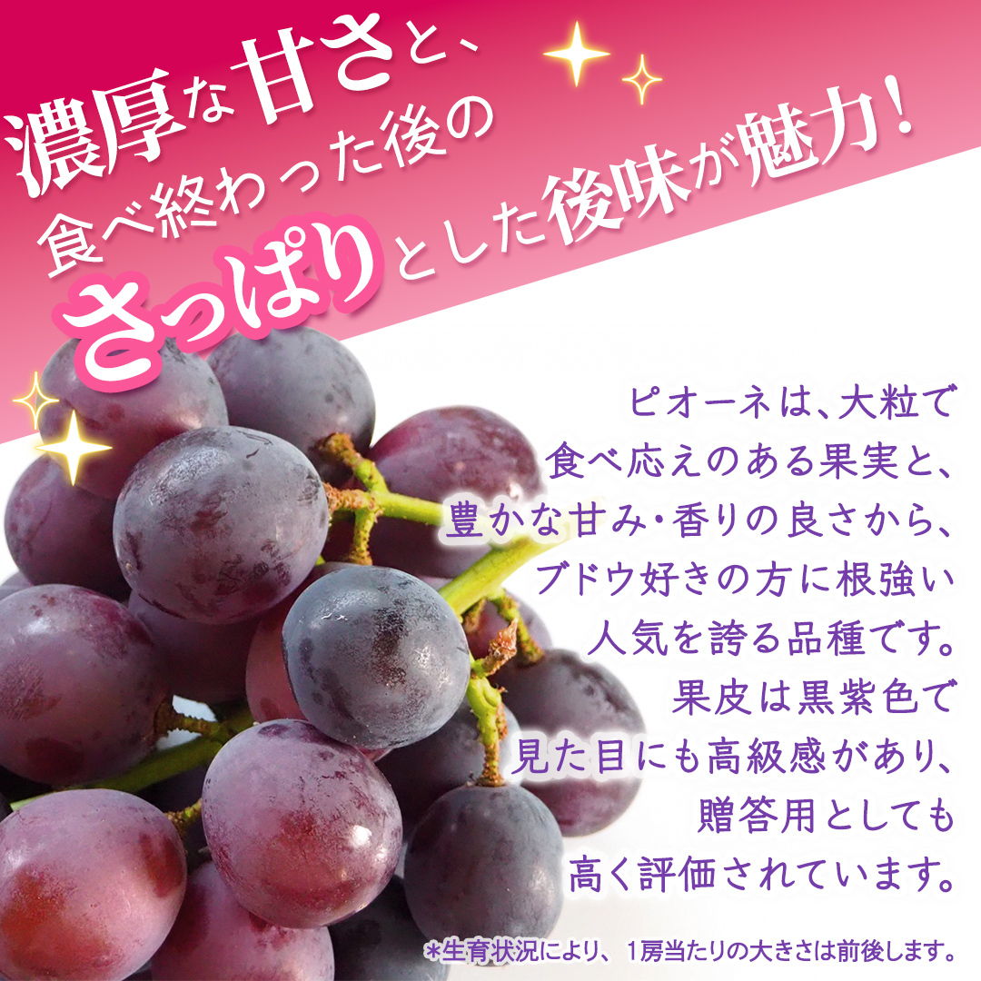 ピオーネ 約2kg （約4房）【2026年8月より発送開始】（茨城県共通返礼品 [ぶどう]：結城市産） ぶどう ブドウ 葡萄 ピオーネ高級 国産 黒ぶどう 旬 お取り寄せ フルーツ 希少品種 デザート