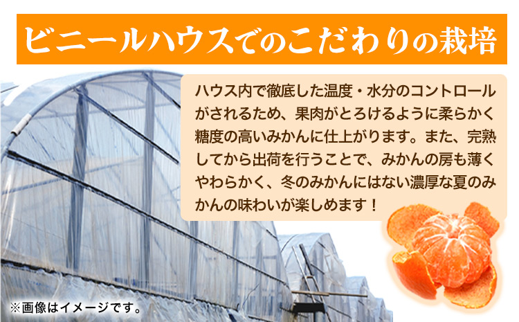 赤秀品　紀州和歌山 ハウス みかん 約 2.5kg 株式会社魚鶴商店《6月下旬-7月中旬頃出荷》和歌山県 日高町 みかん ミカン 蜜柑 フルーツ 柑橘(F)