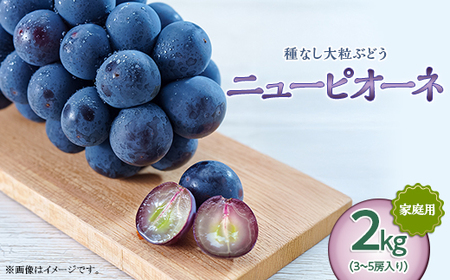 岡山県井原市美星町産 ニューピオーネ 2kg箱（3～5房入り） ご家庭用【2026年8月下旬～9月下旬発送予定】