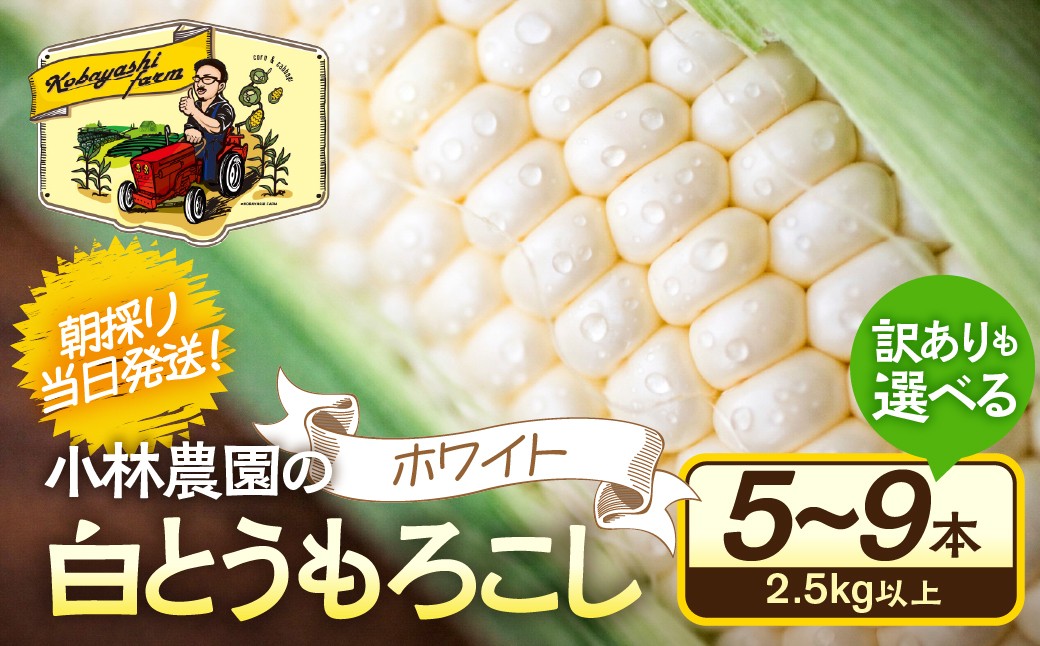 
                  ＜先行予約＞ 朝採り当日発送！ とうもろこし ホワイト系 訳ありも選べる 5本～9本 訳あり ホワイトコーン 雪の妖精 ピュアホワイト 冷蔵 糖度 フルーツ メロン より 甘い 田原市 トウモロコシ コーン おやつ スイーツ コーンスープ 事前予約 夏 初夏 野菜
                