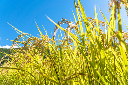 新米 米 毎月定期便 10kg×3回 はえぬき 玄米 配送開始時期選べる 令和7年産 2025年産 山形県尾花沢市産 送料無料 ja-hagxa10_tm