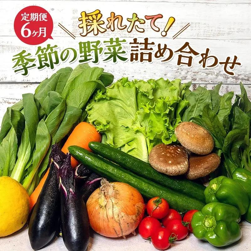 野菜 定期便 6回 季節の野菜 詰め合わせ 8品 野菜