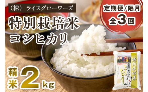 【令和7年産】【定期便3回隔月お届け】新潟県加茂市産 特別栽培米コシヒカリ 精米2kg 《順次出荷》 従来品種コシヒカリ 新潟県産コシヒカリ 新潟産コシヒカリ 新潟コシヒカリ 新潟県産こしひかり 新潟産こしひかり 新潟こしひかり コシヒカリ こしひかり お米 白米 米 定期便 （株）ライスグローワーズ